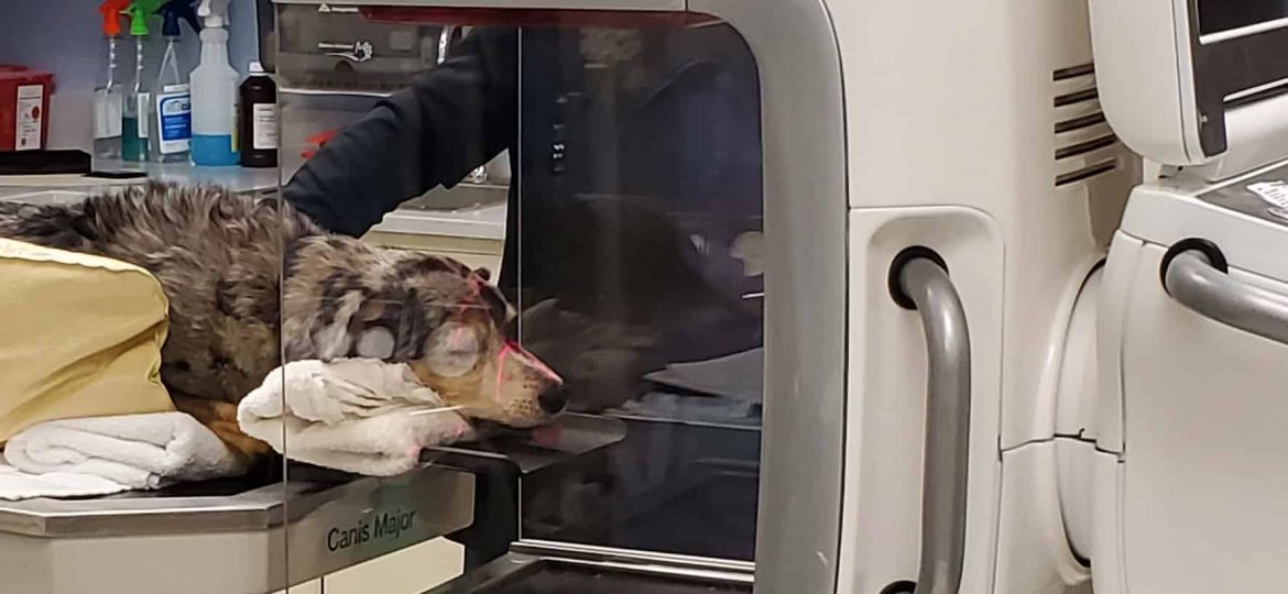 VetCAT_scan_dog