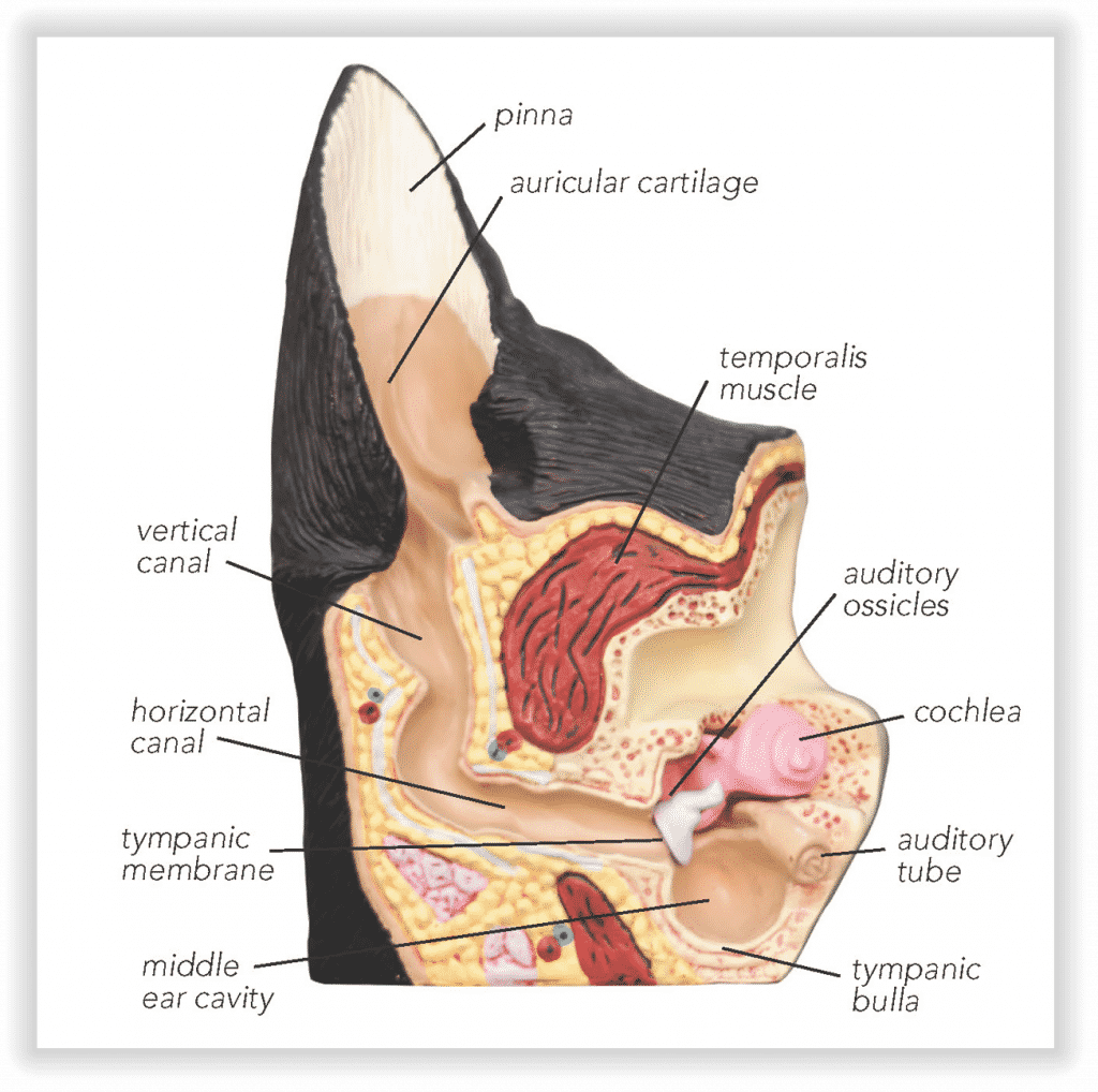 Treat Dermatology Patients More Effectively With VetCAT