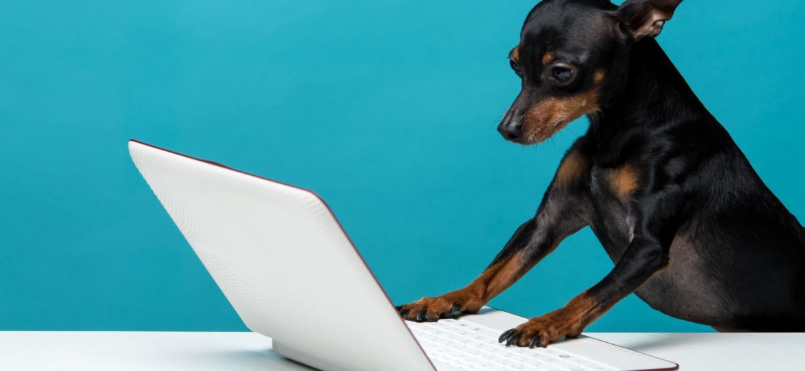dog with computer compressed