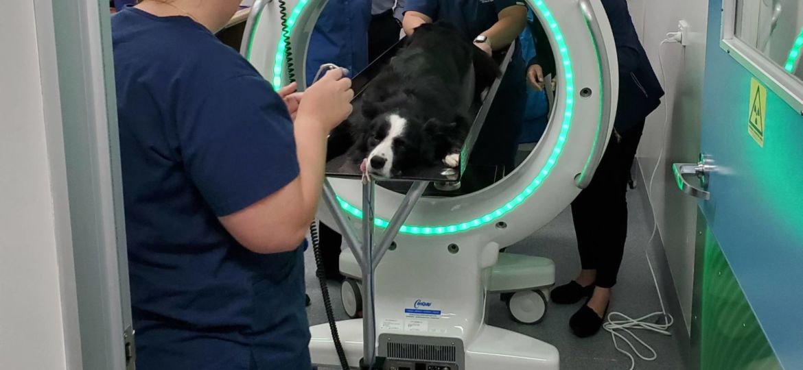 dog in vTRON