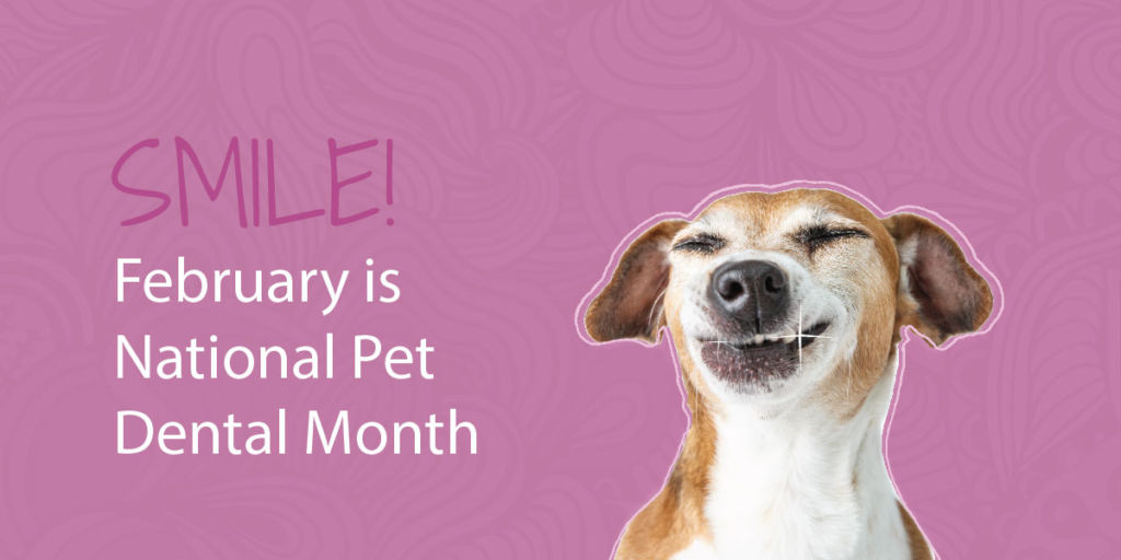 Smile! February is Pet Dental Health Month