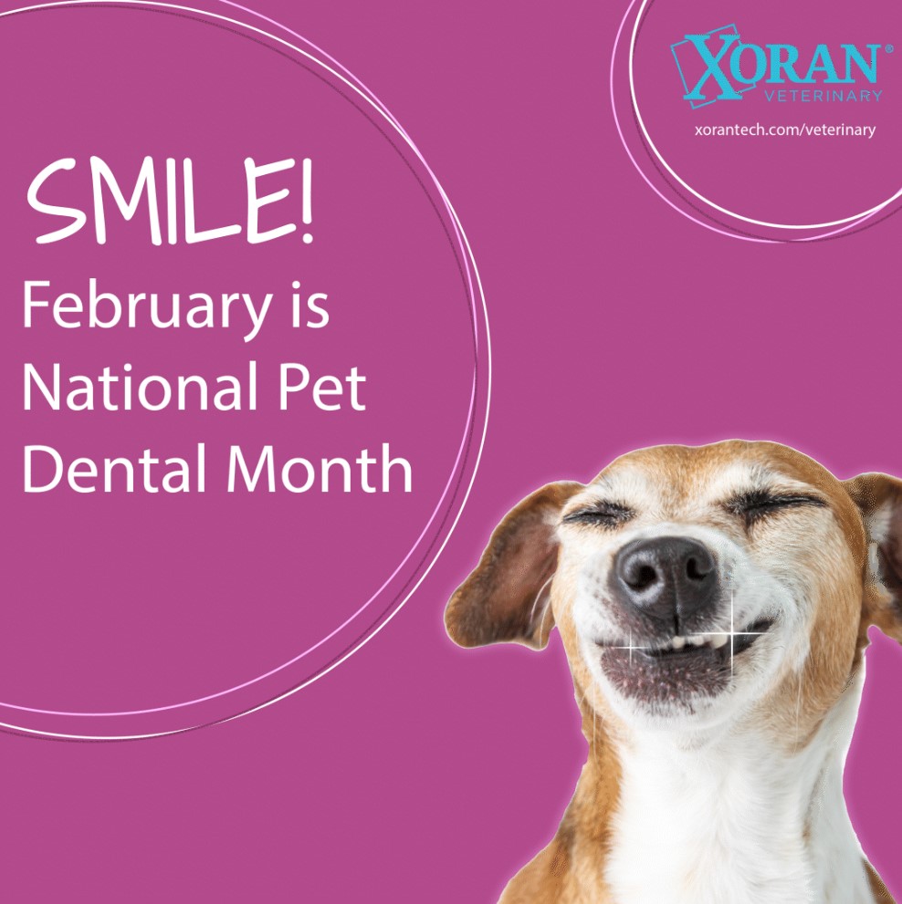 Smile! February is Pet Dental Health Month