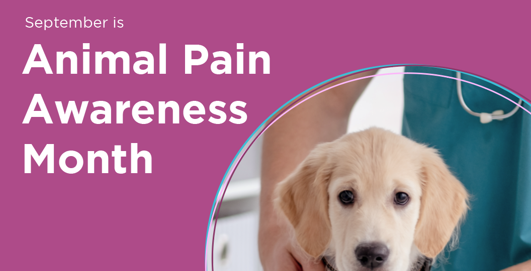 Veterinary Pain Awareness