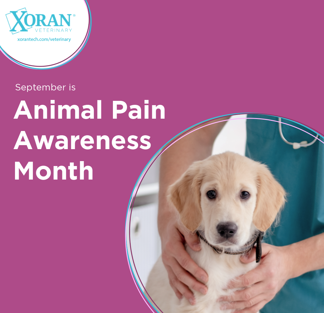 September Is Animal Pain Awareness Month