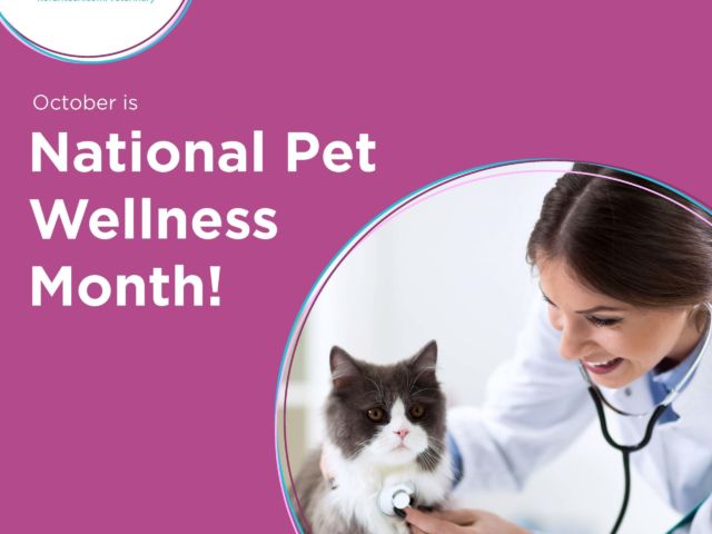 National Pet wellness Month_Page_1