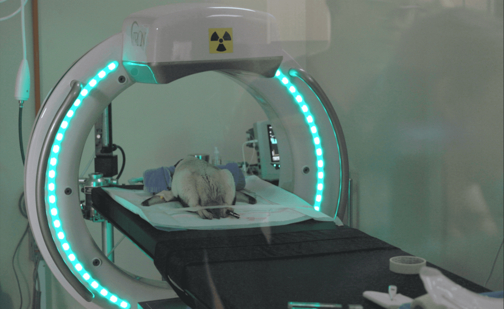 Press Release: vTRON™ Delivers Detailed Diagnostic Imaging to Singapore’s Bird Paradise