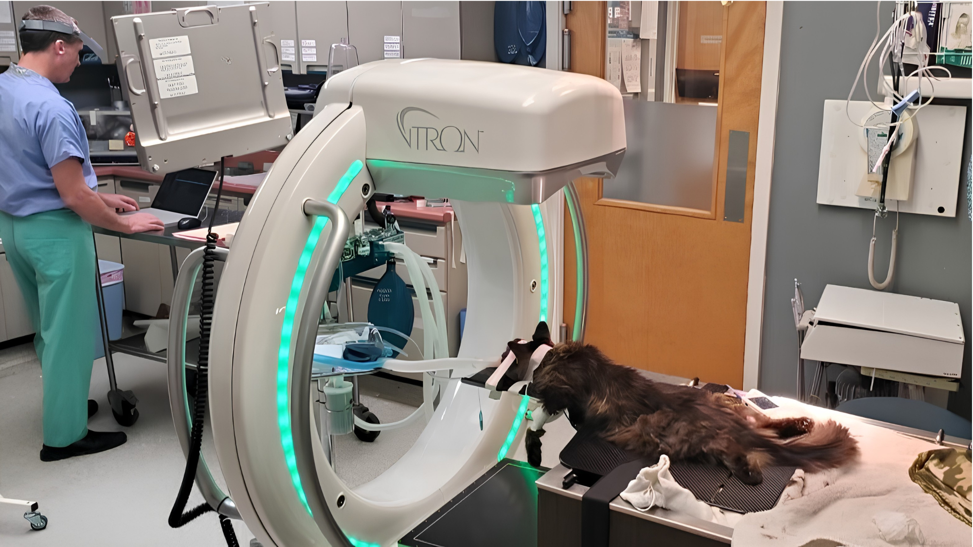 Veterinarian reviewing CT scans from cat